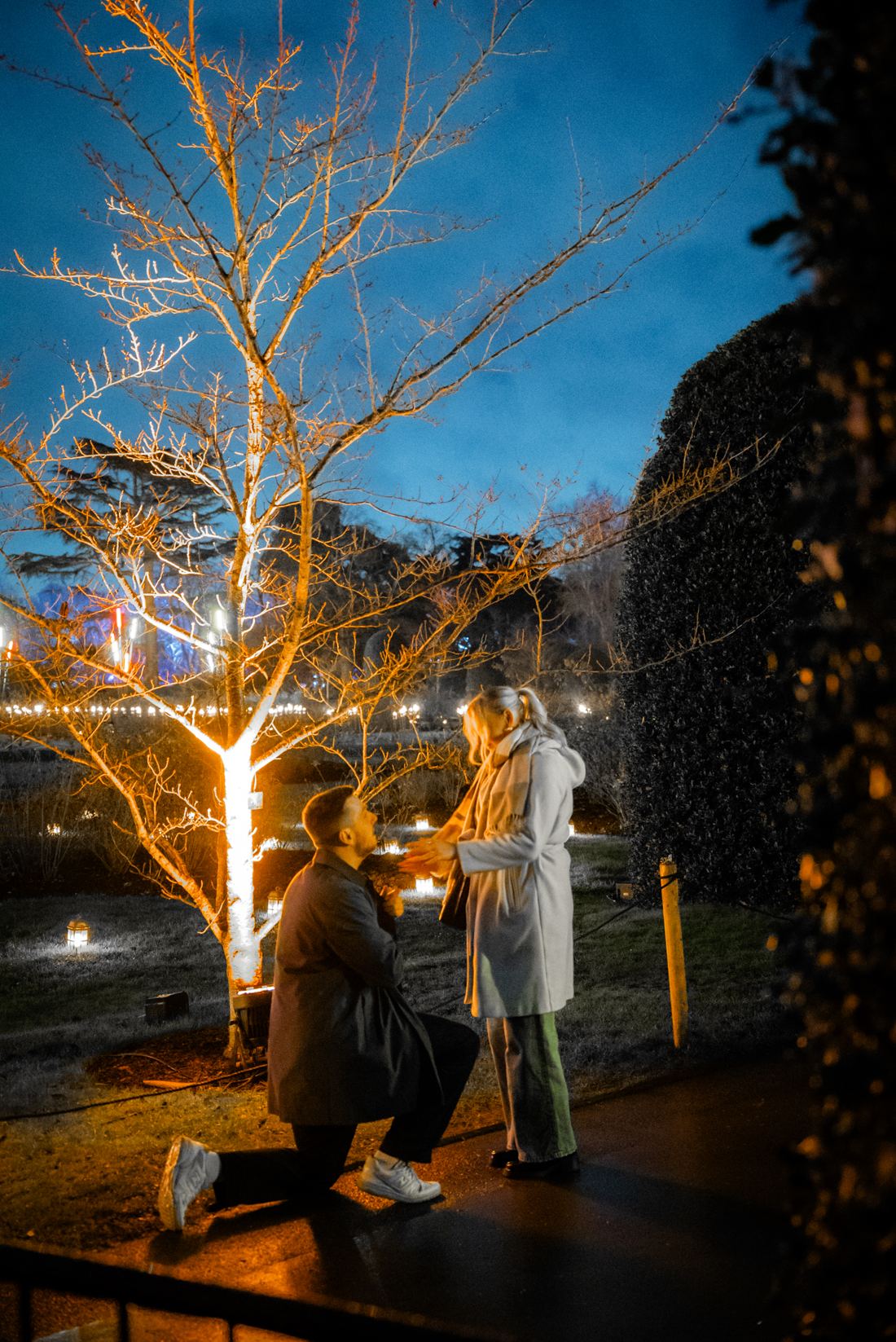 Man on one knee under a glowing tree at Kew